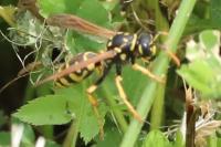 Polistes dominula