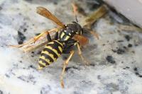 Polistes dominula