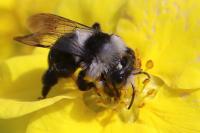 Andrena cineraria