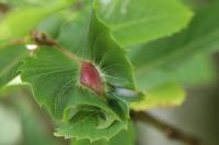 Dryocosmus kuriphilus