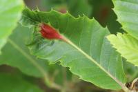 Dryocosmus kuriphilus