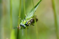 Rhogogaster chlorosoma