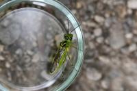 Rhogogaster scalaris