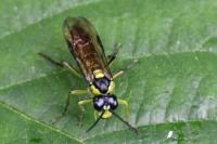 Tenthredo mesomela