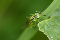 Rhogogaster chlorosoma