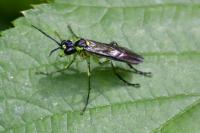 Tenthredo mesomela
