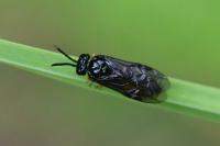 Eutomostethus luteiventris