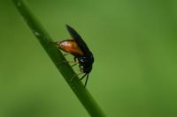 Eutomostethus luteiventris