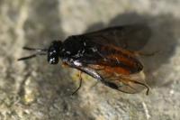 Eutomostethus luteiventris