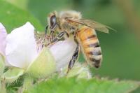 Apis mellifera