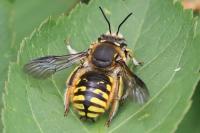 Anthidium manicatum