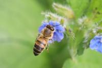 Apis mellifera
