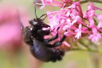 Xylocopa violacea