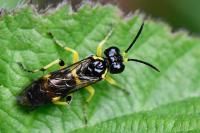 Zonuledo zonula