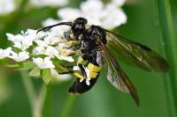 Tenthredo temula