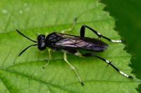 Macrophya montana