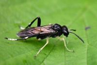 Macrophya montana