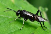 Macrophya militaris