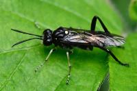 Macrophya militaris