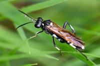 Macrophya duodecimpunctata