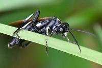 Macrophya duodecimpunctata
