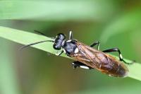Macrophya duodecimpunctata