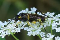 Macrophya montana