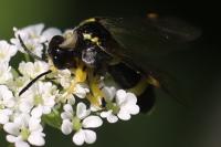 Tenthredo zona