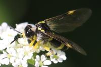 Tenthredo zona