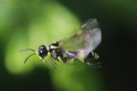 Tenthredo zona
