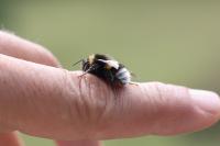Bombus terrestris/lucorum