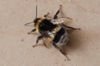 Bombus terrestris/lucorum
