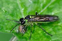 Tenthredo mesomela