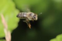 Apis mellifera