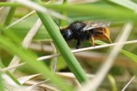 Osmia bicolor