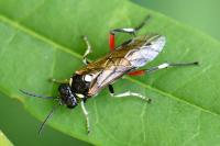 Macrophya punctumalbum