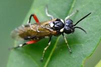 Macrophya punctumalbum