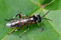 Macrophya punctumalbum