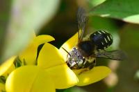 Anthidium punctatum