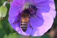 Apis mellifera