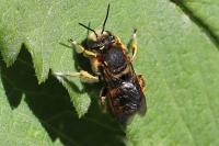 Anthidium manicatum