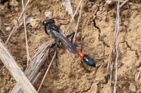 Ammophila sabulosa