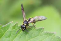 Ancistrocerus