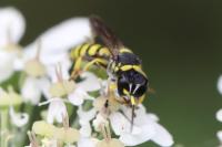 Ectemnius lituratus