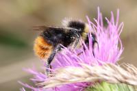 Bombus lapidarius