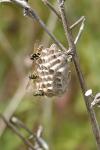 Polistes dominula