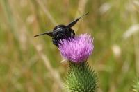 Xylocopa