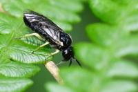 Aneugmenus temporalis