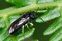 Aneugmenus temporalis