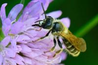 Andrena hattorfiana